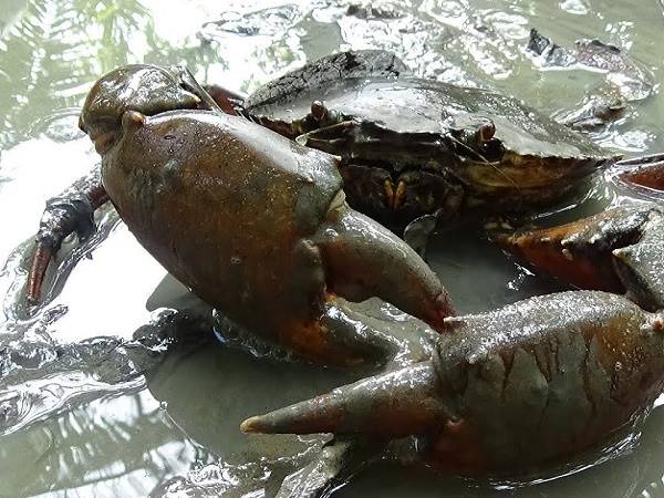 Nằm mơ thấy cua là điềm gì? Đánh xổ số tô con nào?